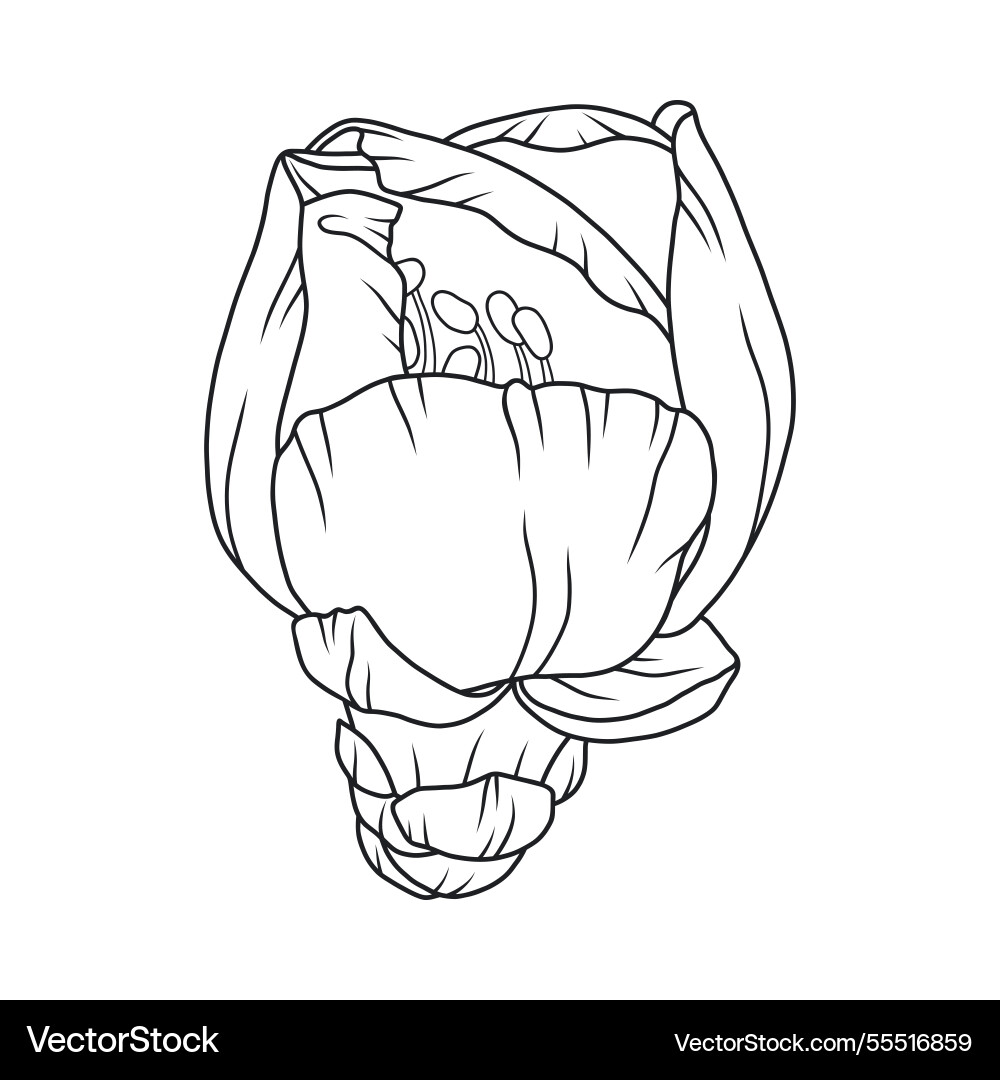 Beautiful apricot flower bud graceful thin lines Beautiful apricot flower bud graceful thin lines vector image