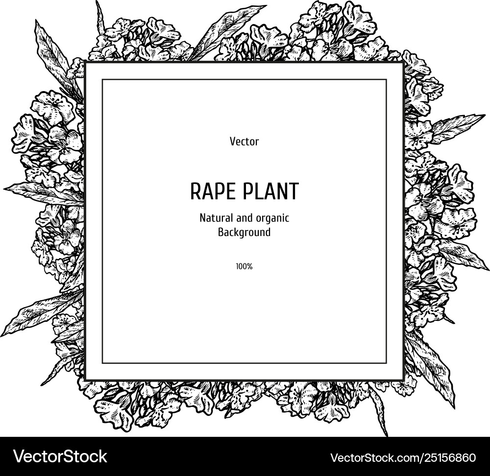 Hand drawn background with rape plant vintage Hand drawn background with rape plant vintage vector image
