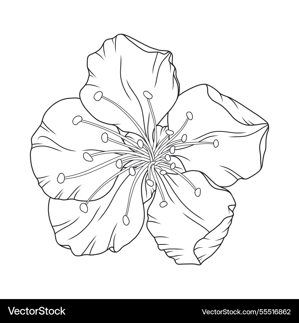 Beautiful apricot flower graceful thin lines Beautiful apricot flower graceful thin lines vector image