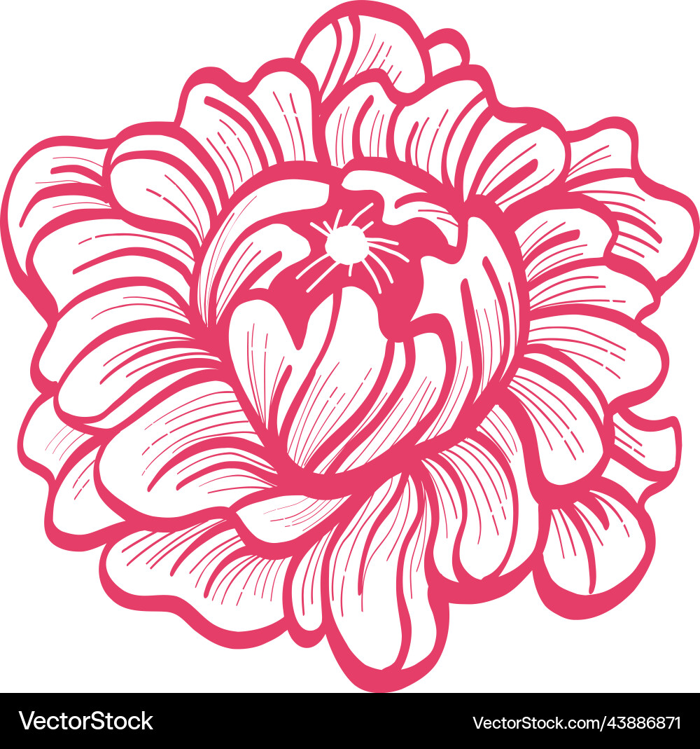 Rote Rosen Knospe Blume Blumen Doodle Linie Kunst Zeichnung Vektorbild