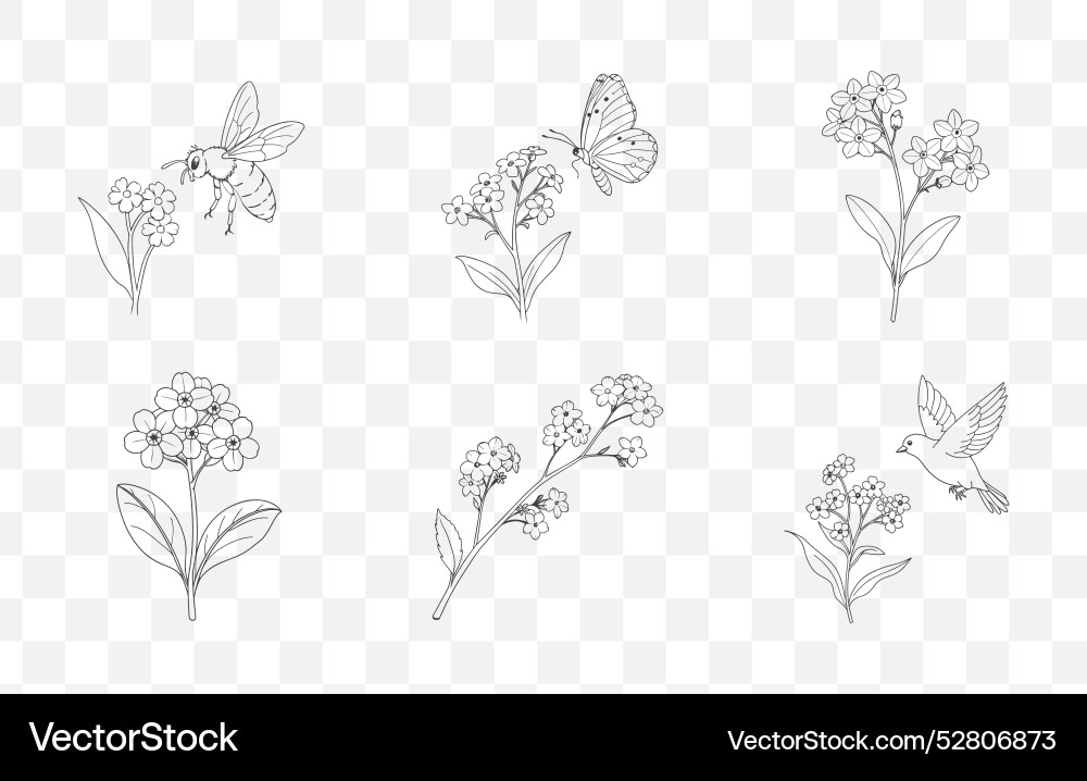 Forget Me Not Line Art Set vector image
