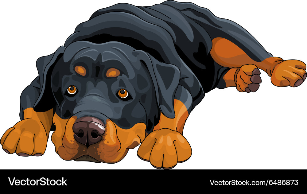 Rottweiler Royalty Free Vector Image - VectorStock