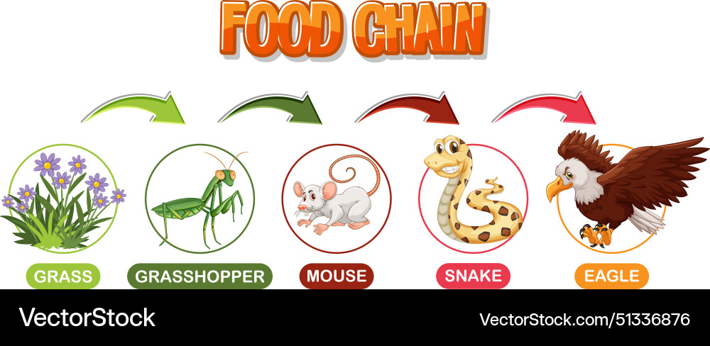 Simple Food Chain Diagram Vector Image