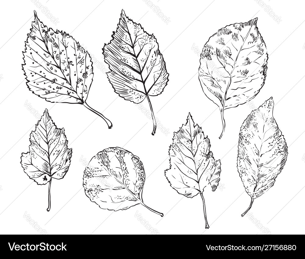 Hand drawing leaves 5 vector image