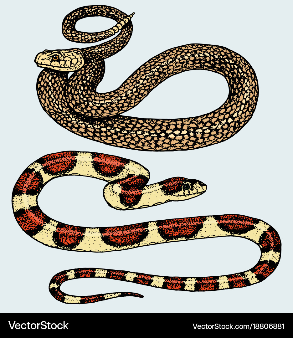 Viper snake serpent cobra and python anaconda vector image