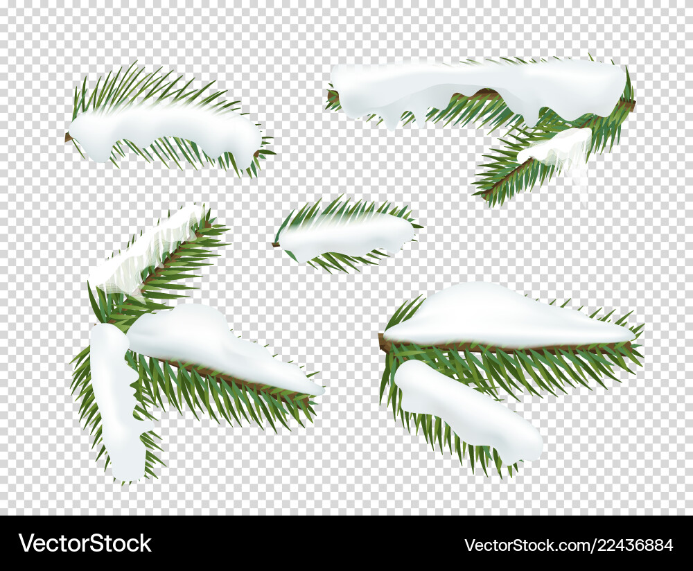 Green pine tree branches with snow clipart Green pine tree branches with snow clipart vector image