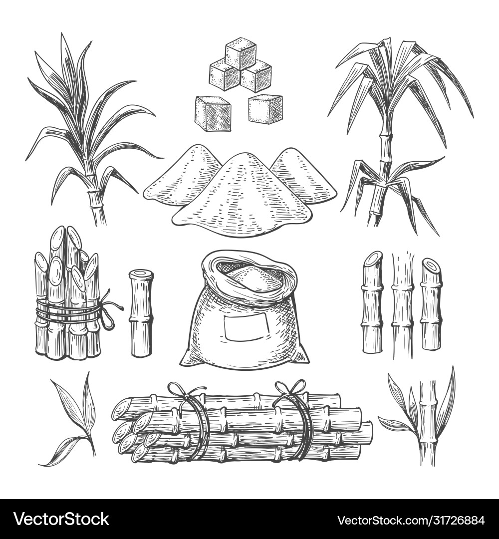 Sugar cane sketch vector image