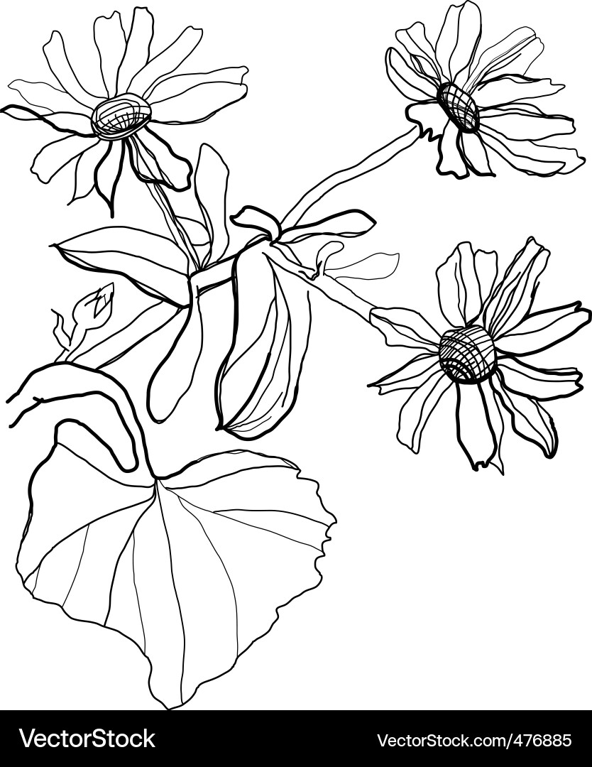 Drawing chamomile vector image