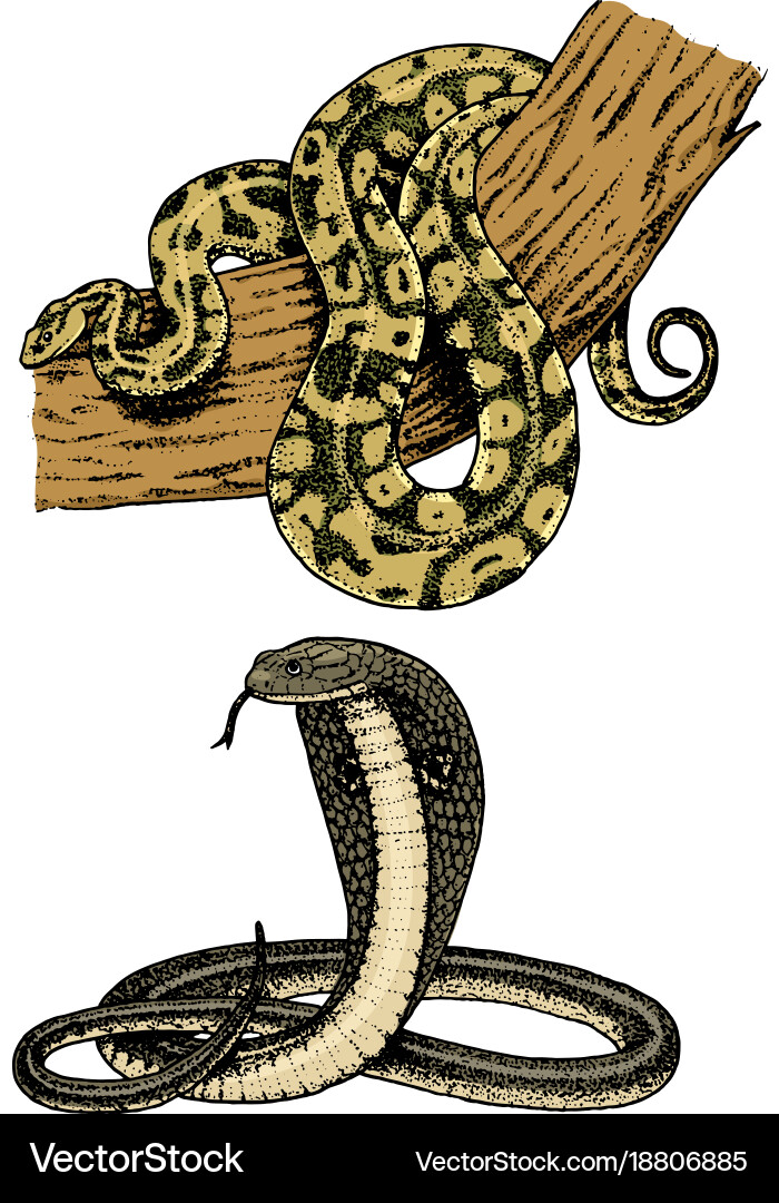 Viper snake serpent cobra and python anaconda vector image