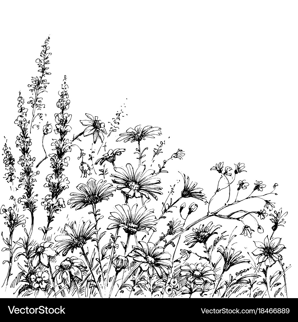 Field flowers sketch Royalty Free Vector Image