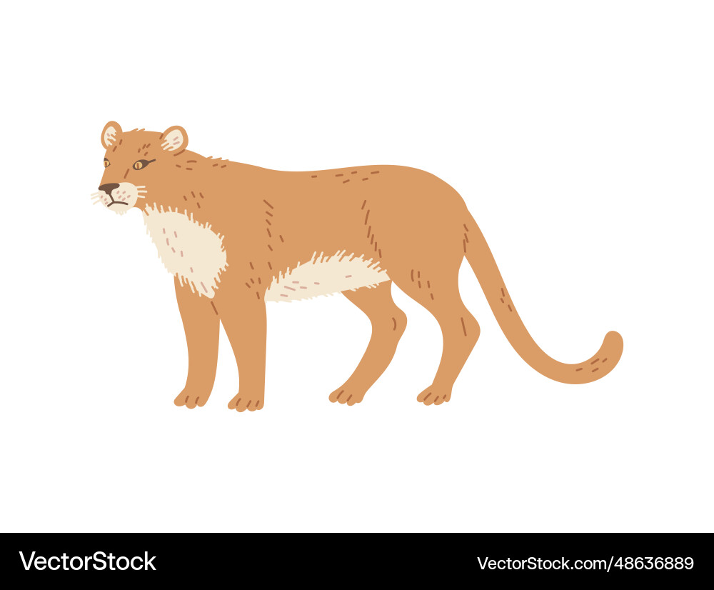 Ginger cougar fluffy wild cat north america Ginger cougar fluffy wild cat north america vector image