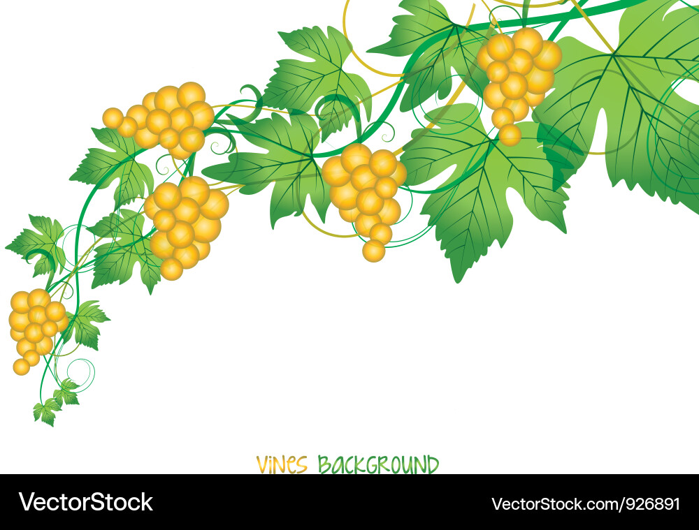 Grape vector image