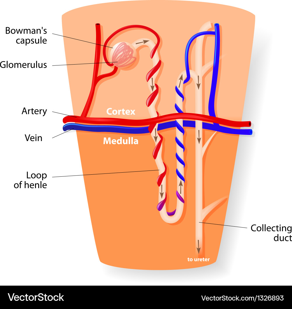 Kidney Nephron Anatomy Diagram – Royalty-Free Vector | VectorStock, image size:1000x1058