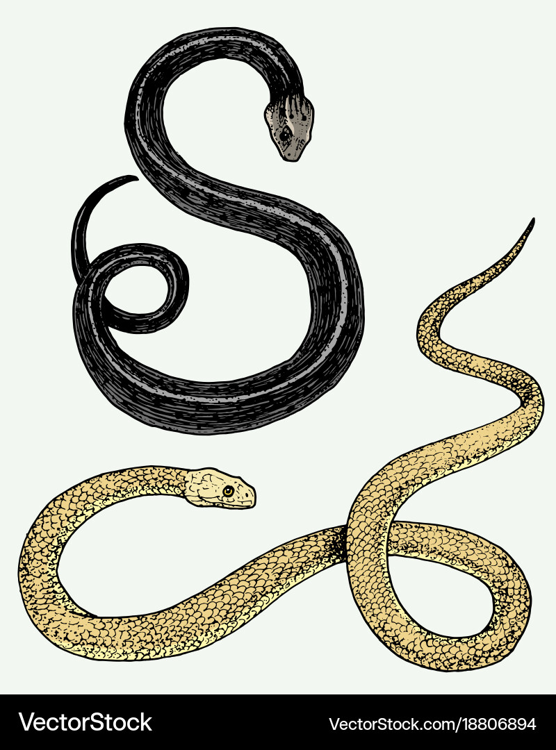Viper snake serpent cobra and python anaconda vector image