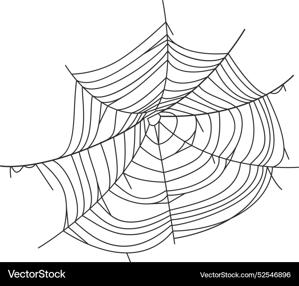 Spider web arachnid old net grungy element vector image