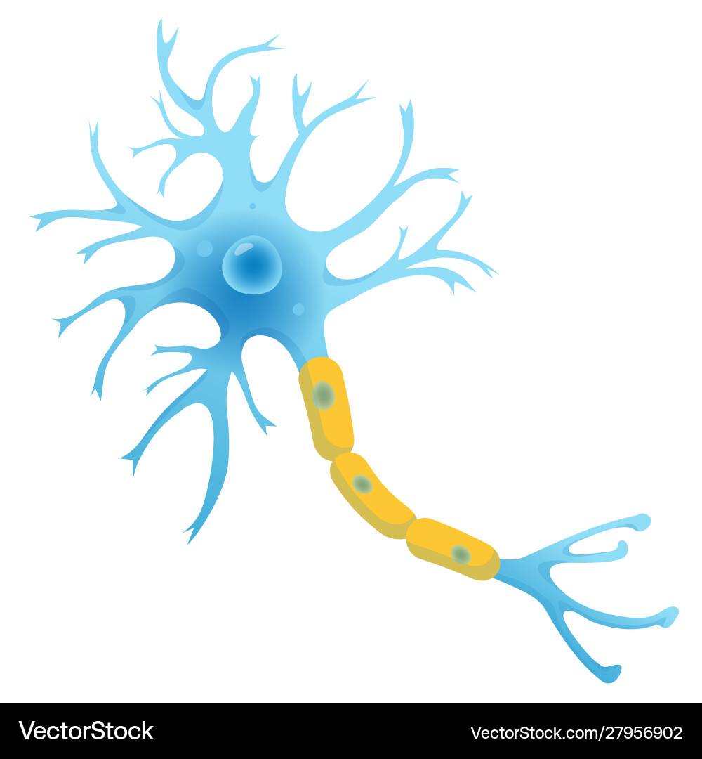 Neuron Anatomy - Nerve Cell Royalty Free Vector Image