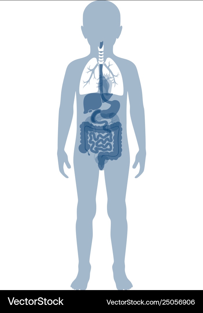 Isolated lung vector image