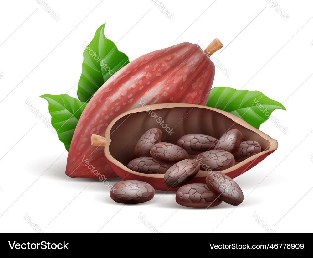 Cocoa pod with beans isolated vector image