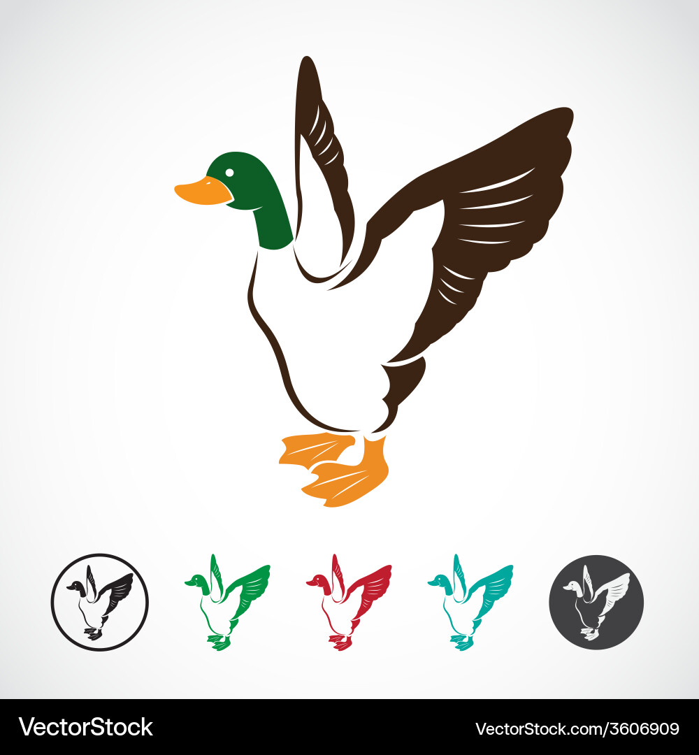 Wild Duck in Flight Vector Image