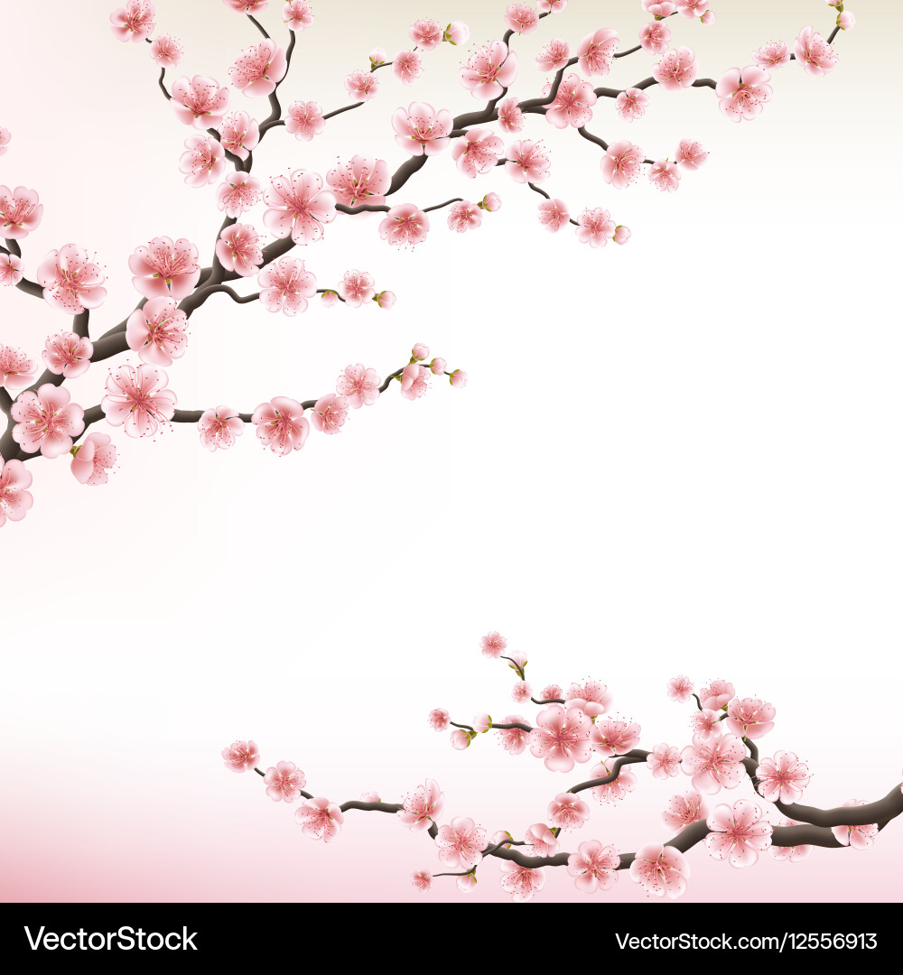 Sakura Blossom Branch vector image