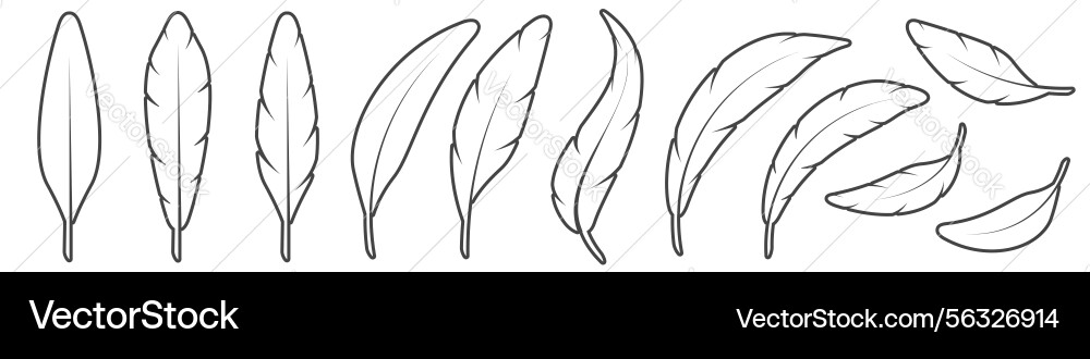A set of line bird feathers different shapes vector image