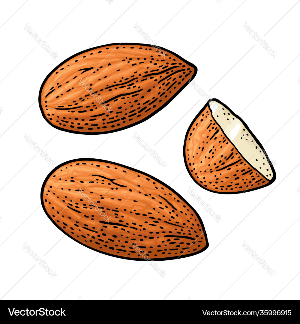 Two whole almonds nuts without shell color Two whole almonds nuts without shell color vector image