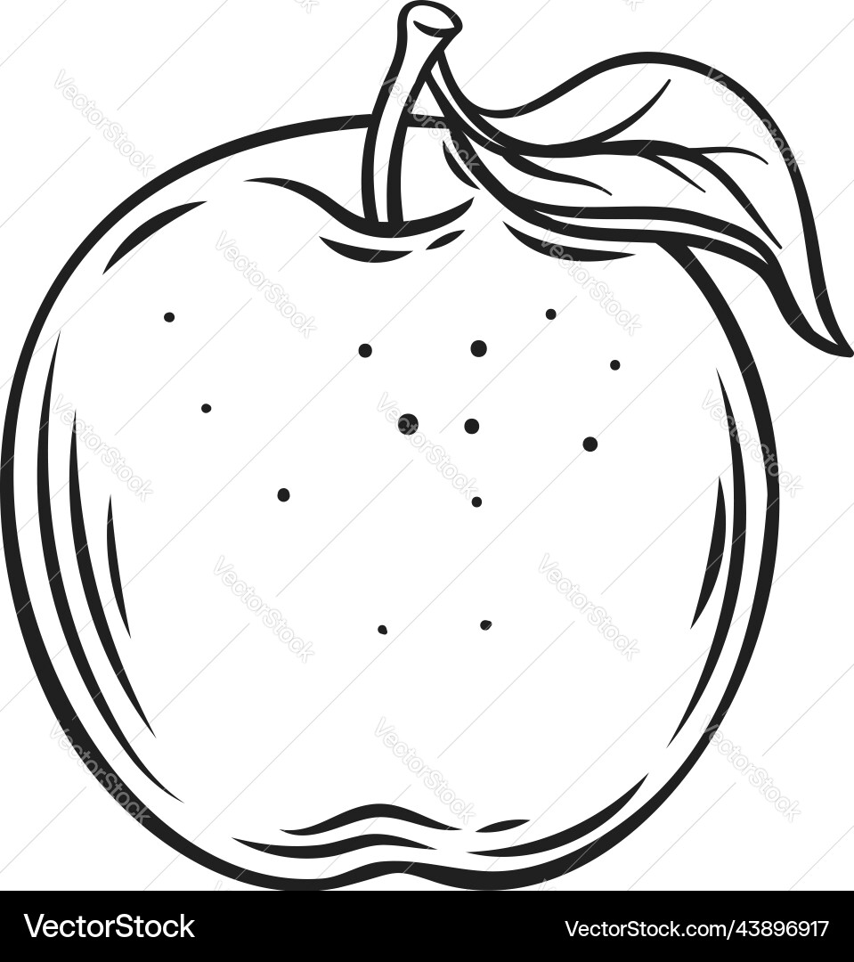 Whole apple line icon hand drawn outline organic vector image