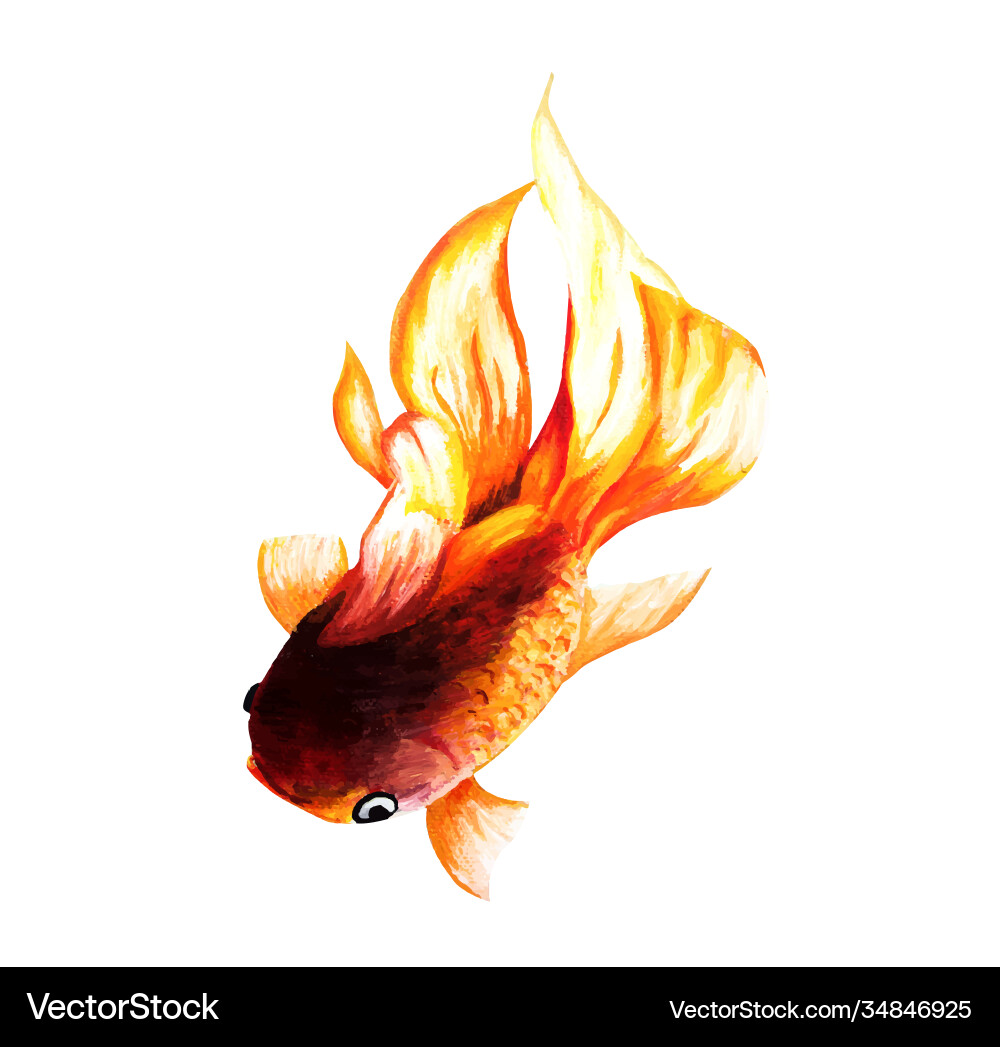 Goldfish on a white background Goldfish on a white background vector image