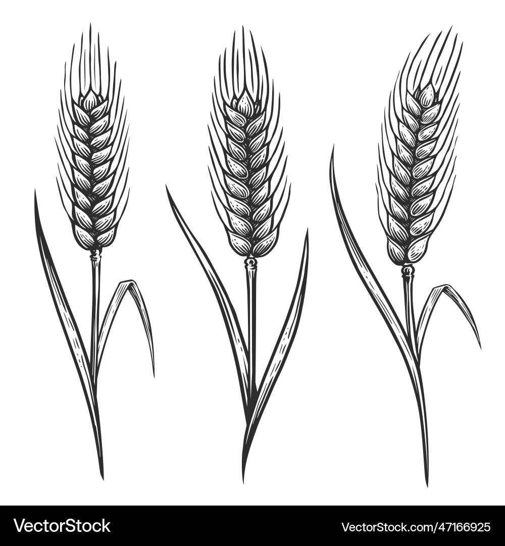 Spikelets of wheat ears for decoration vector image