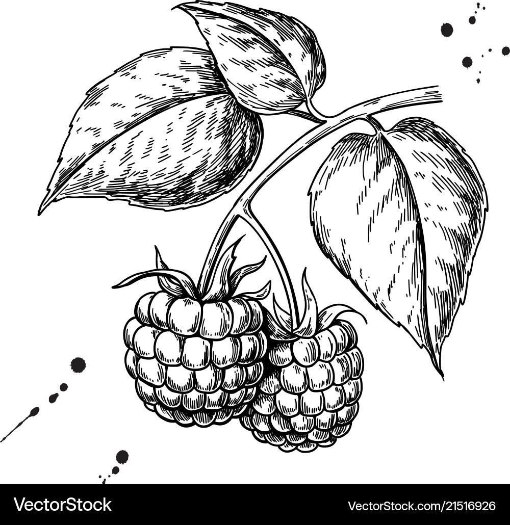 Isolated Raspberry Branch Sketch vector image