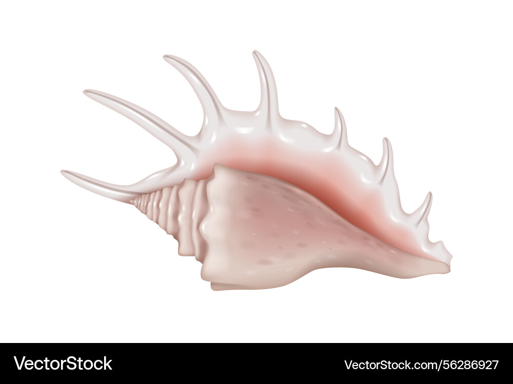 Realistic of murex shell Realistic of murex shell vector image