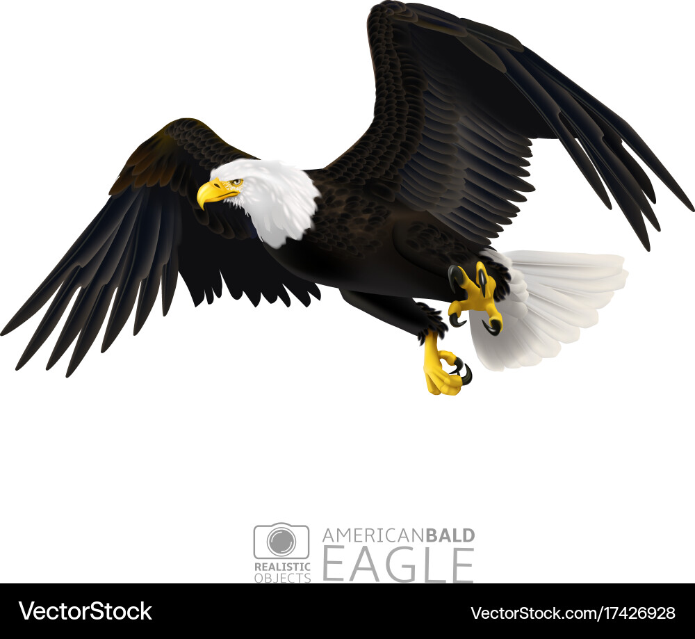 American bald eagle isolated Royalty Free Vector Image