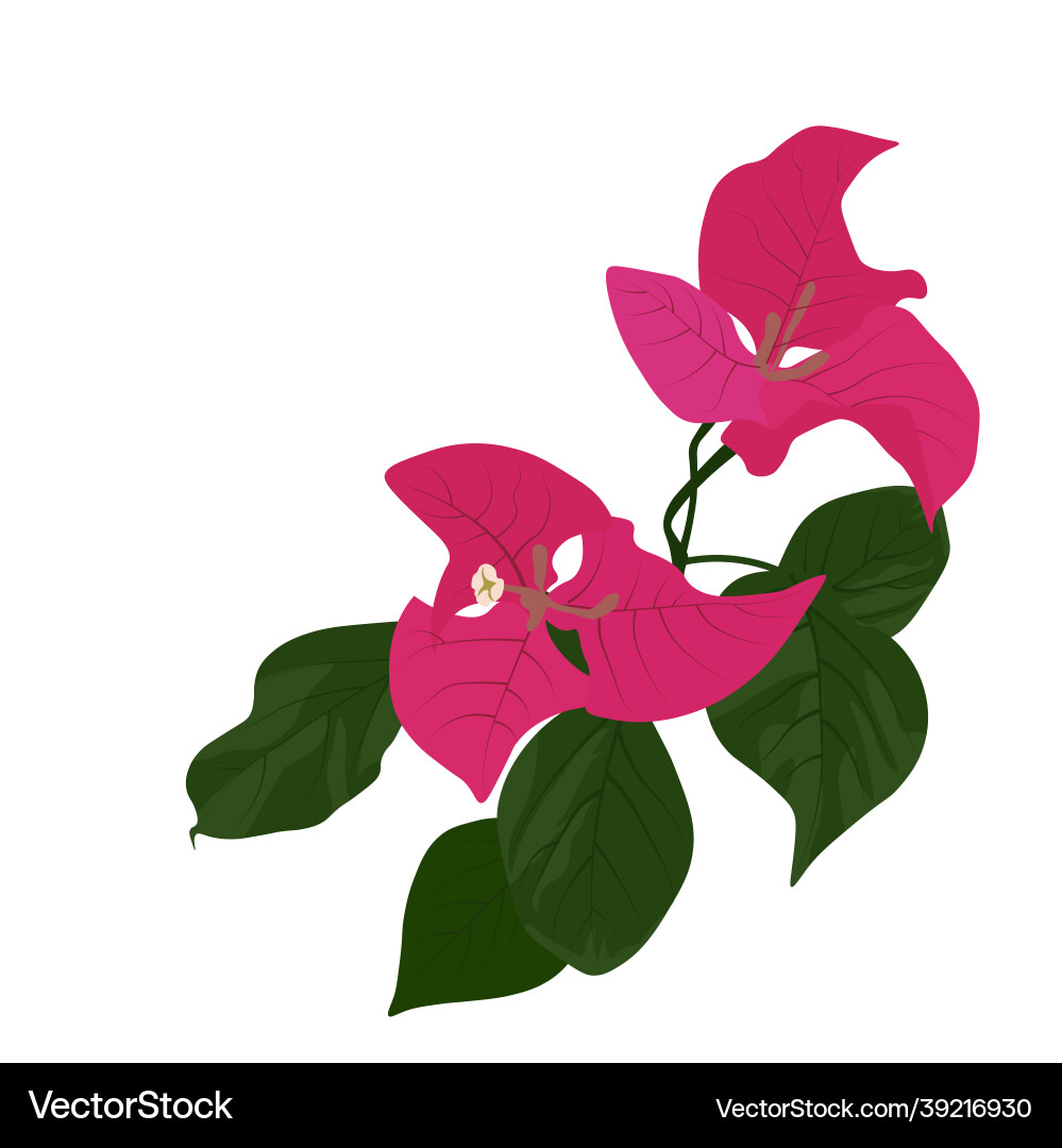 Blooming bougainvillea stock vector image