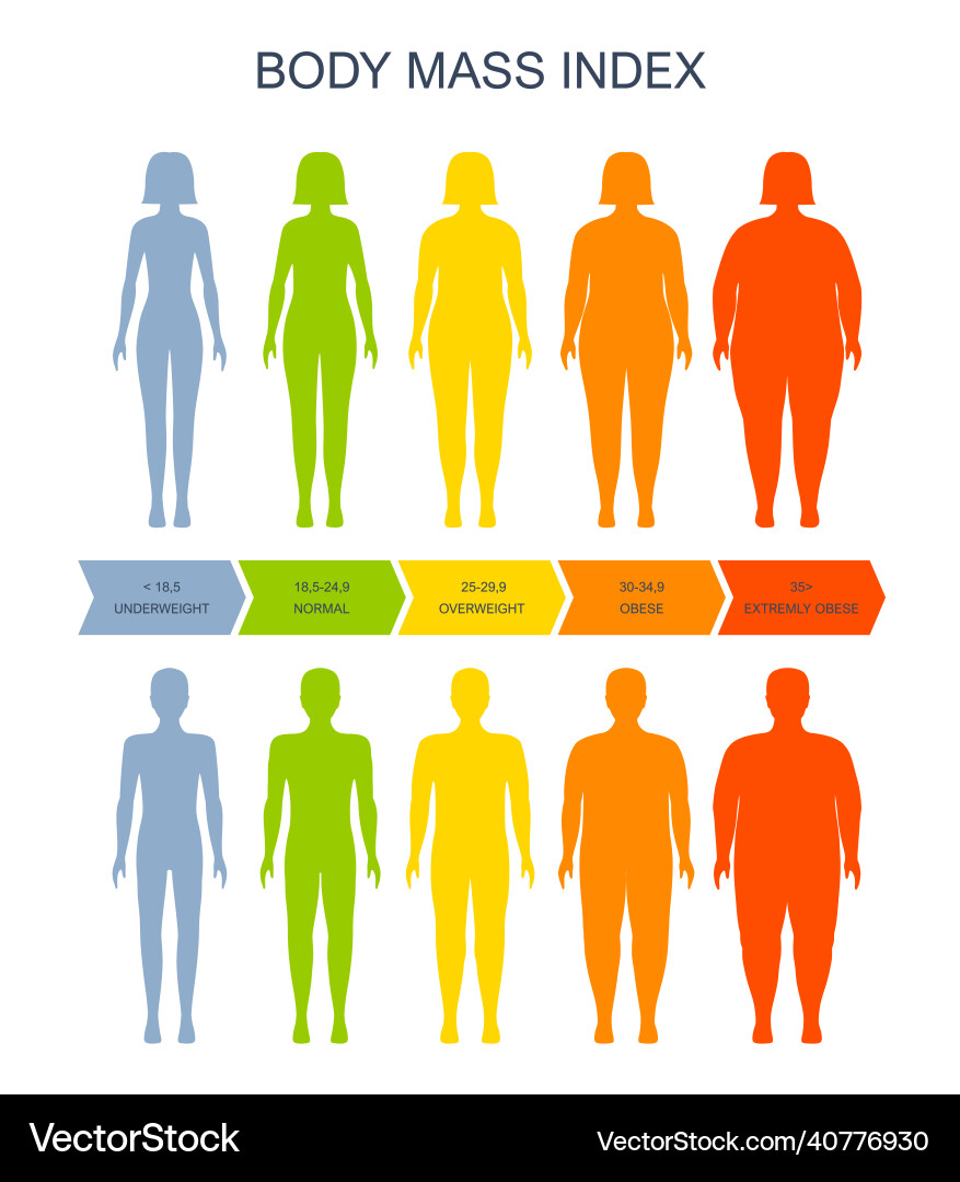 Body mass index chart bmi of man and woman scale vector image