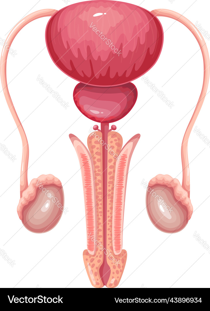Male reproduktive System isolierte menschliche Organe Male reproduktive System isolierte menschliche Organe vektorbild