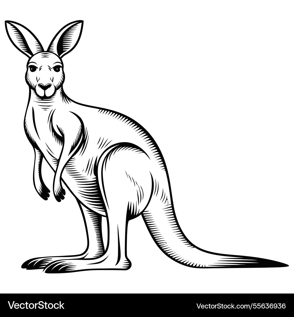 Stylized kangaroo with defined lines Vector Image