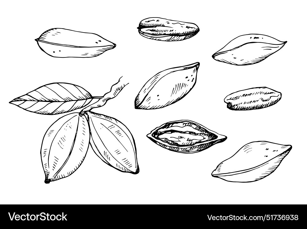 Pecan nuts set hand drawn sketch on isolate Pecan nuts set hand drawn sketch on isolate Vector Image