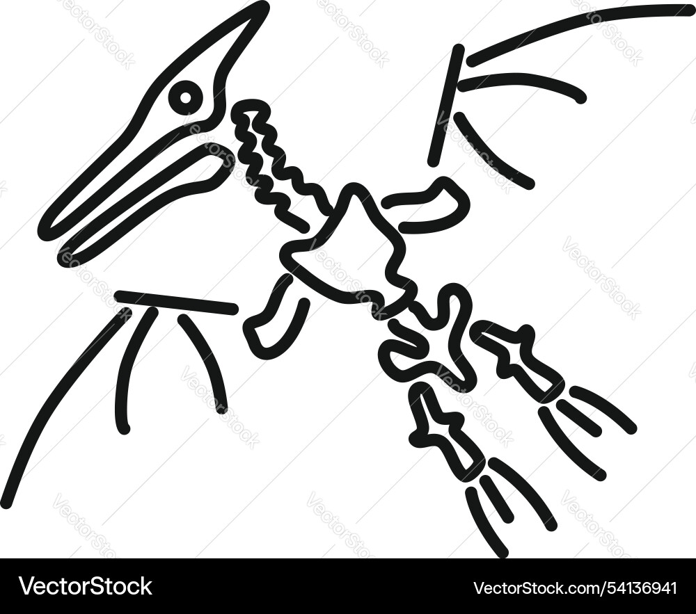 Pterodactyl fossil flying reptile skeleton drawing Pterodactyl fossil flying reptile skeleton drawing Vector Image