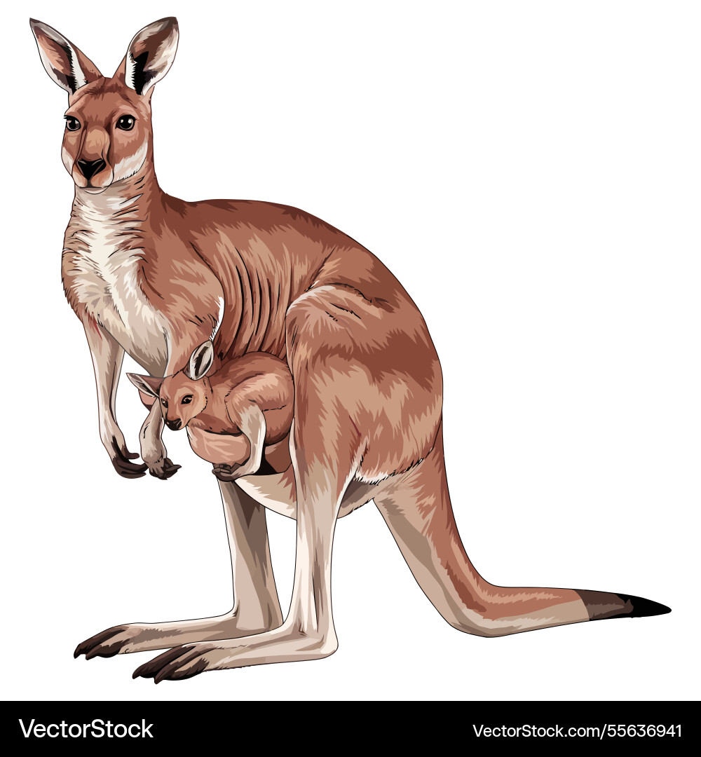Stylized kangaroo with defined lines Vector Image