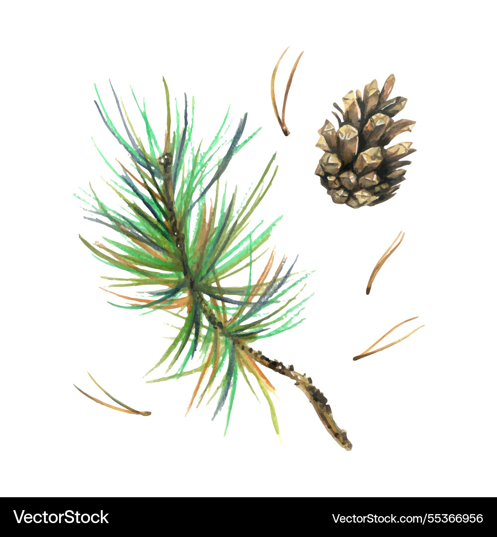 Pine branch with green needles and a cone forest Pine branch with green needles and a cone forest vector image