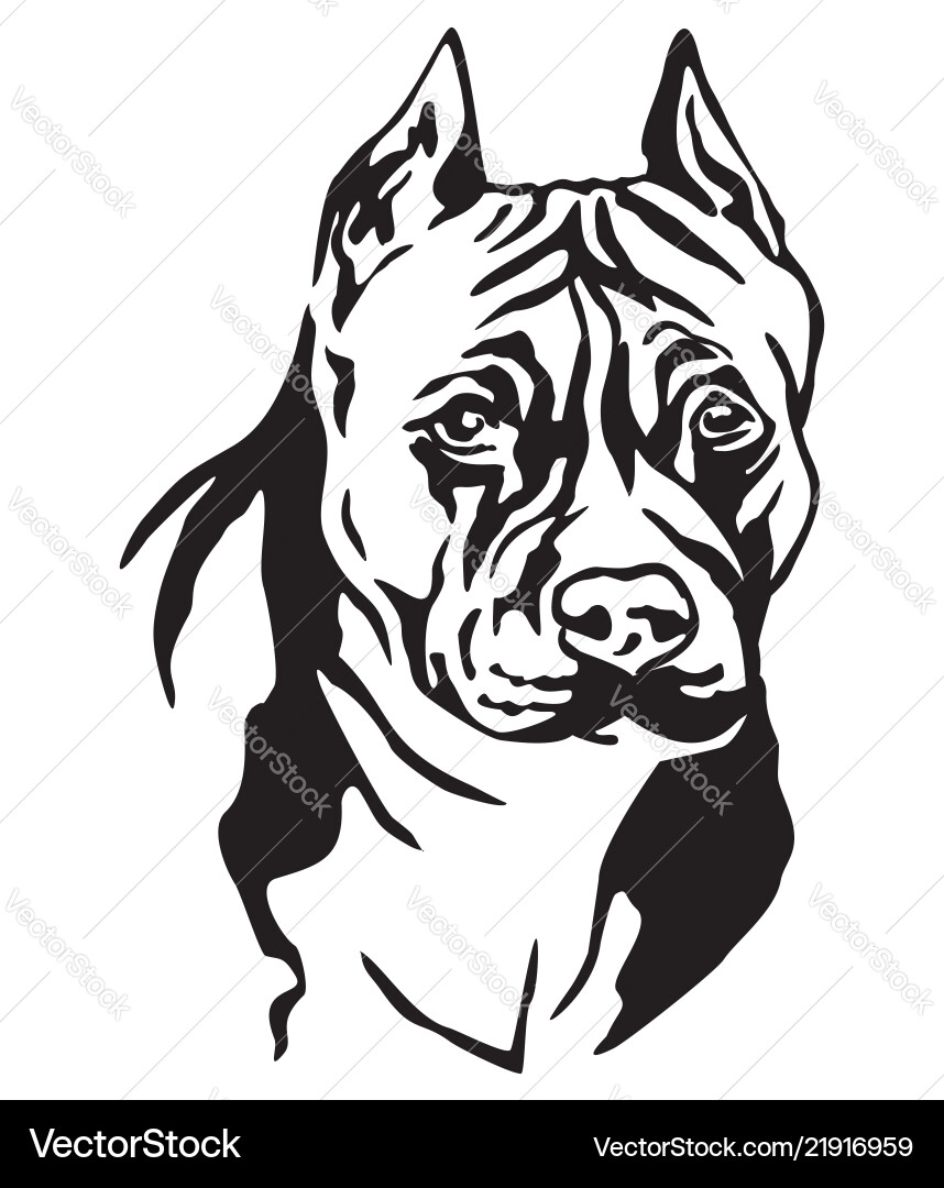 American Staffordshire Terrier Portrait Vector Image