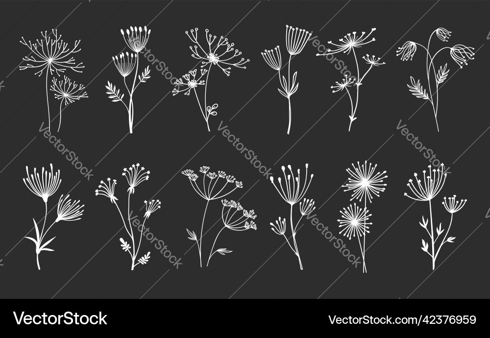Outline floral twig sprigs and umbrella flowers Outline floral twig sprigs and umbrella flowers vector image