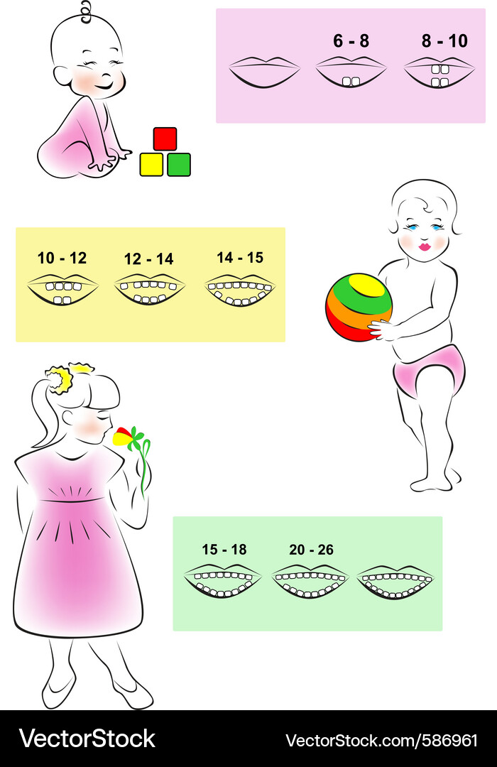 Children teething scheme Vector Image