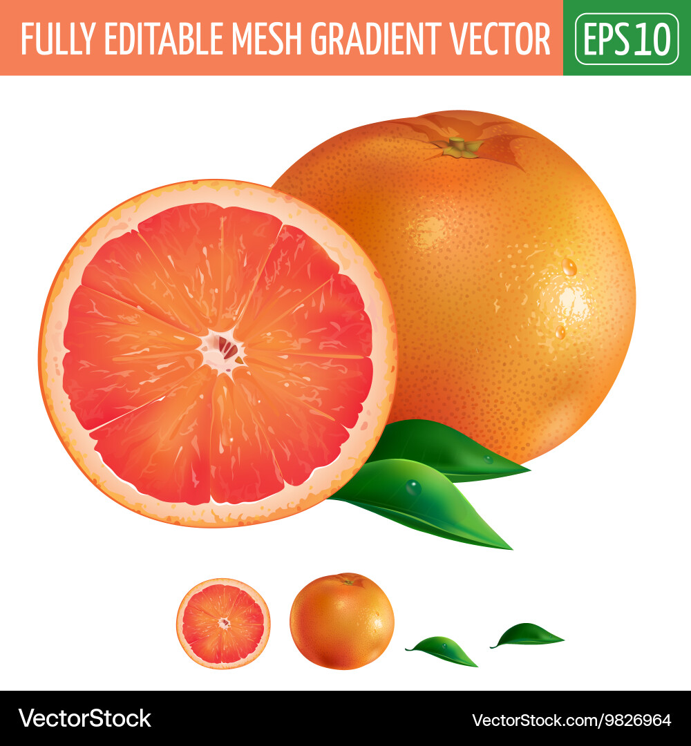 Grapefruit on white background Royalty Free Vector Image
