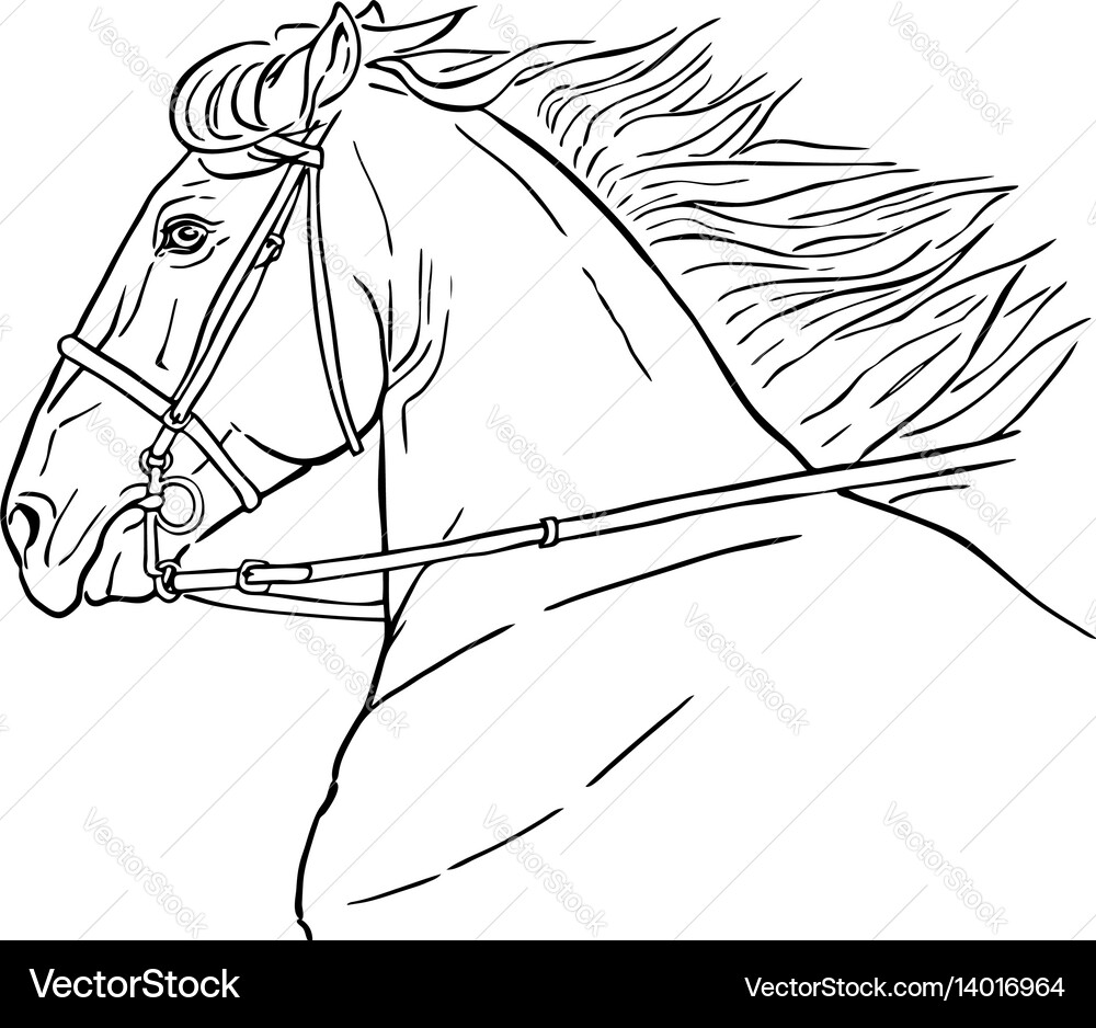 Running horse head realistic drawing – Royalty-Free Vector | VectorStock, image size:1000x938