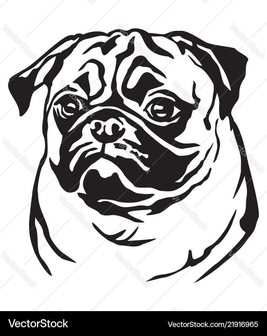 Elegant Pug Portrait Vector Image