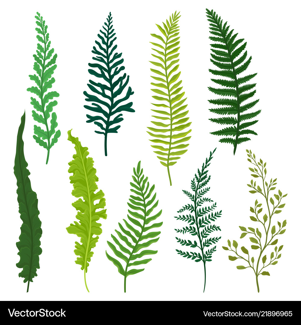 Fern Twigs Set - Botanical Art Vector Image