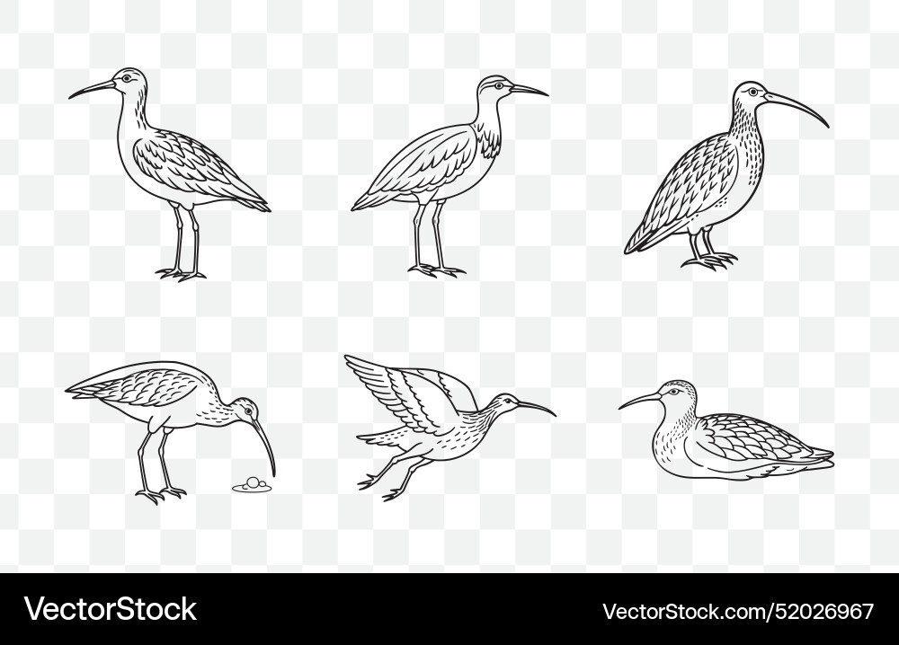 Print curlew line art set Print curlew line art set vector image