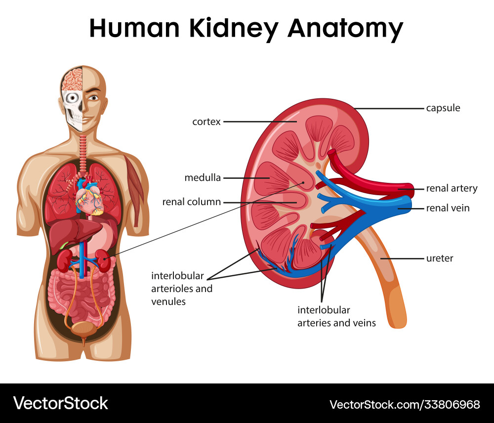 Human kidney anatomy cartoon style infographic Human kidney anatomy cartoon style infographic vector image