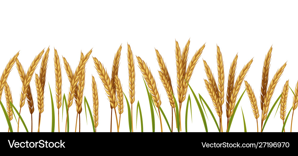 Realisierte Weizengetreide Landwirtschaft horizontal Realisierte Weizengetreide Landwirtschaft horizontal vektorbild